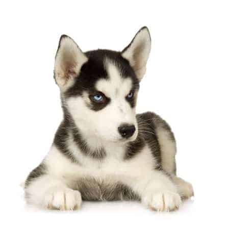 Black and white siberian husky puppy - Siberian Husky Puppies Info