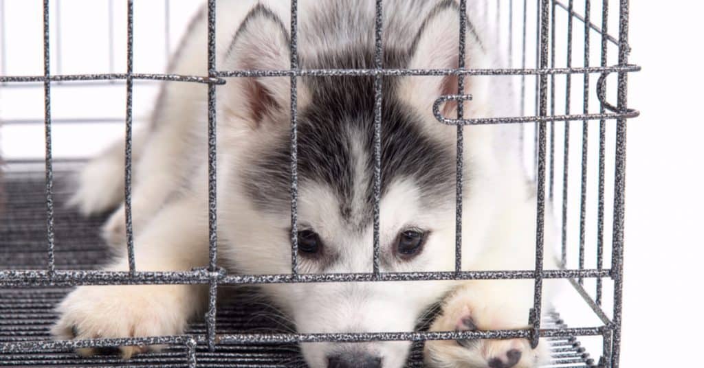 how to crate train a husky