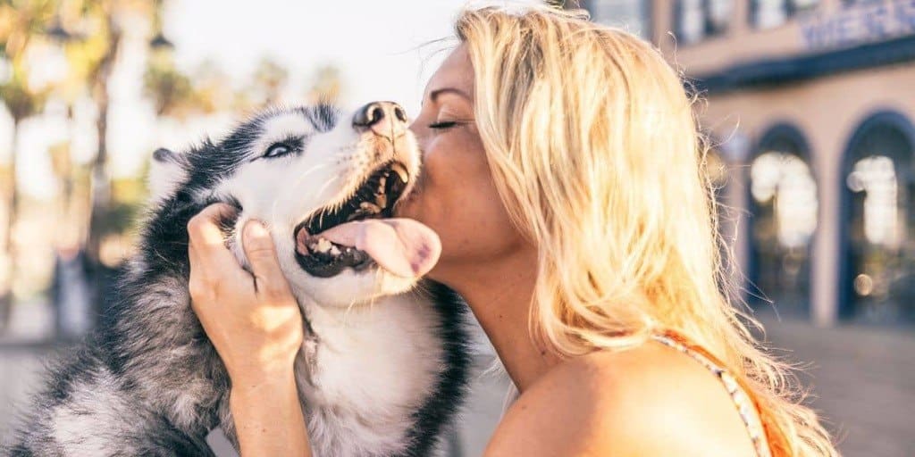 Husky-Adoption