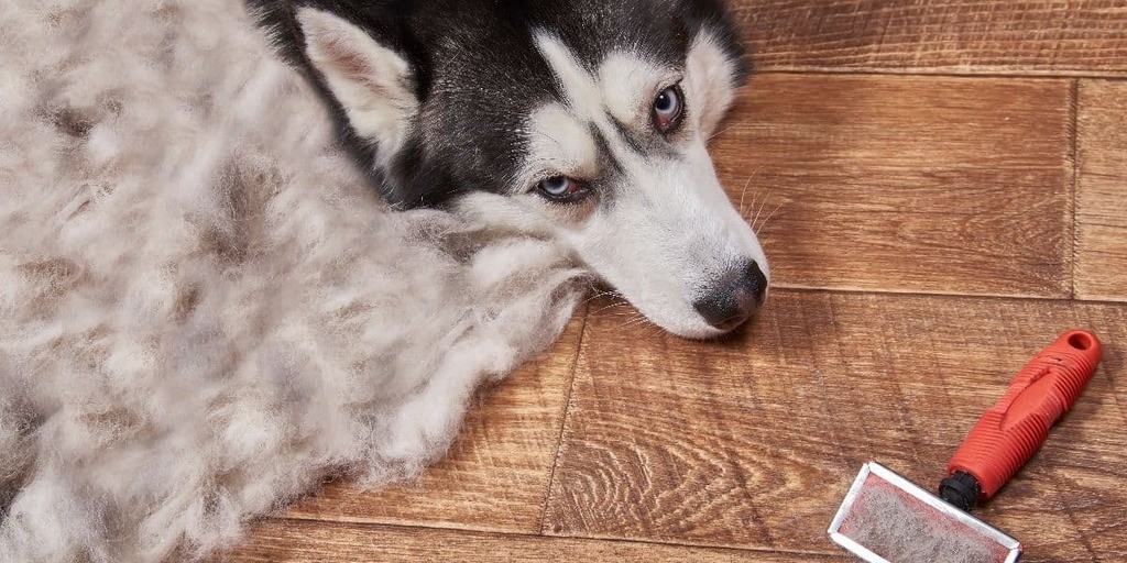 Husky-Grooming