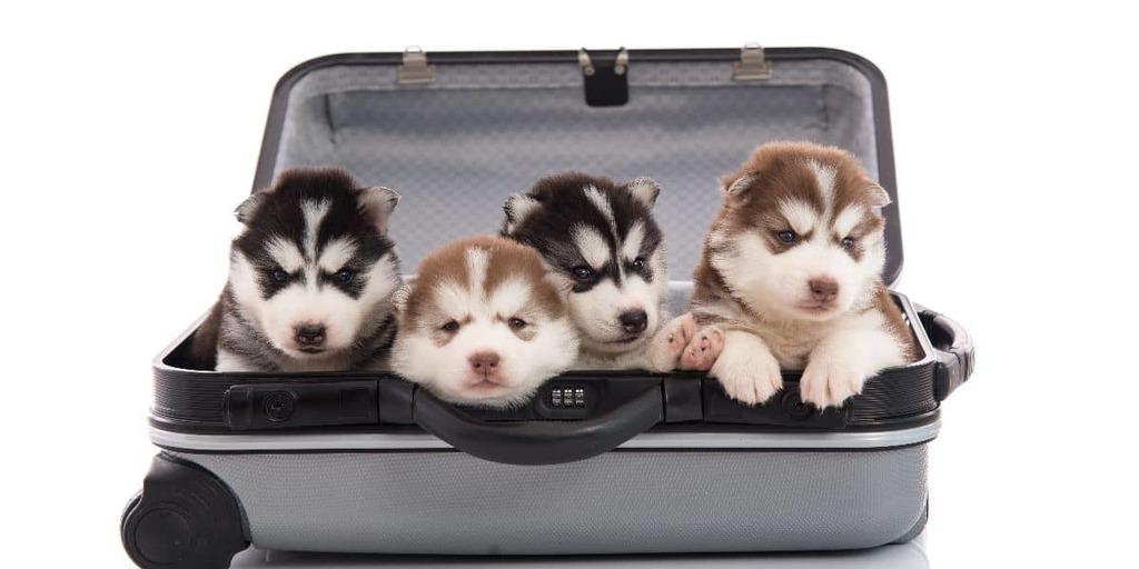 Husky-Pet-Insurance