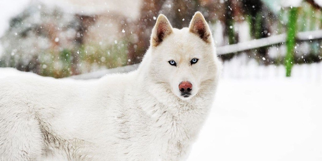 Siberian-Husky-Tempermant