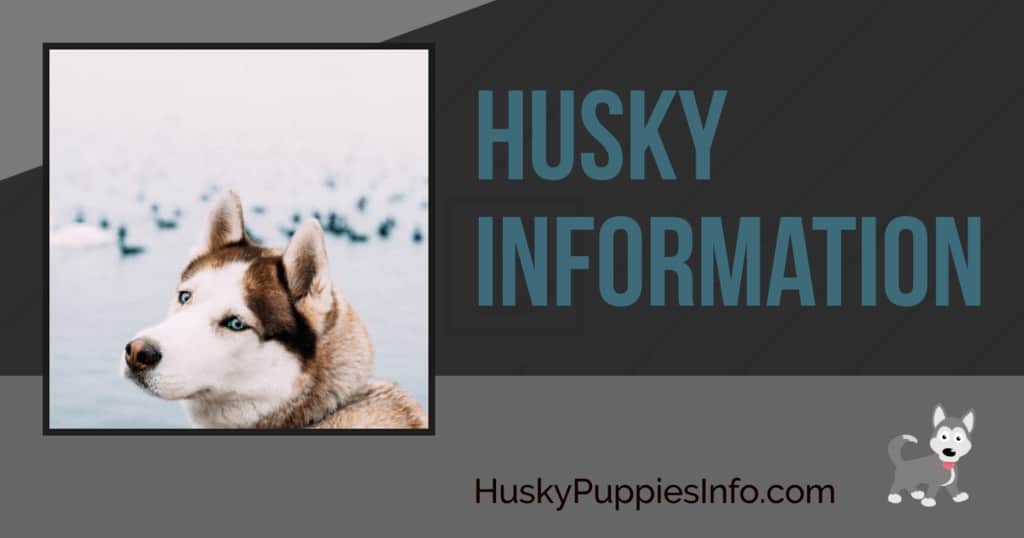 Siberian Husky Puppy Information