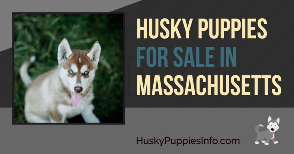 Siberian Husky Puppies for Sale in MA
