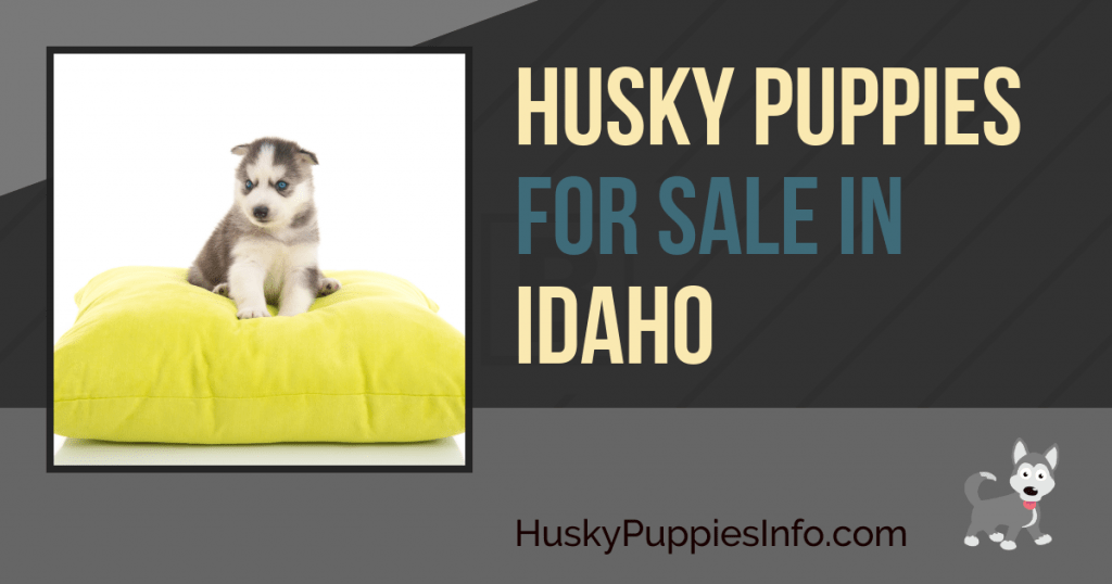 Siberian Husky Puppies For Sale in Idaho
