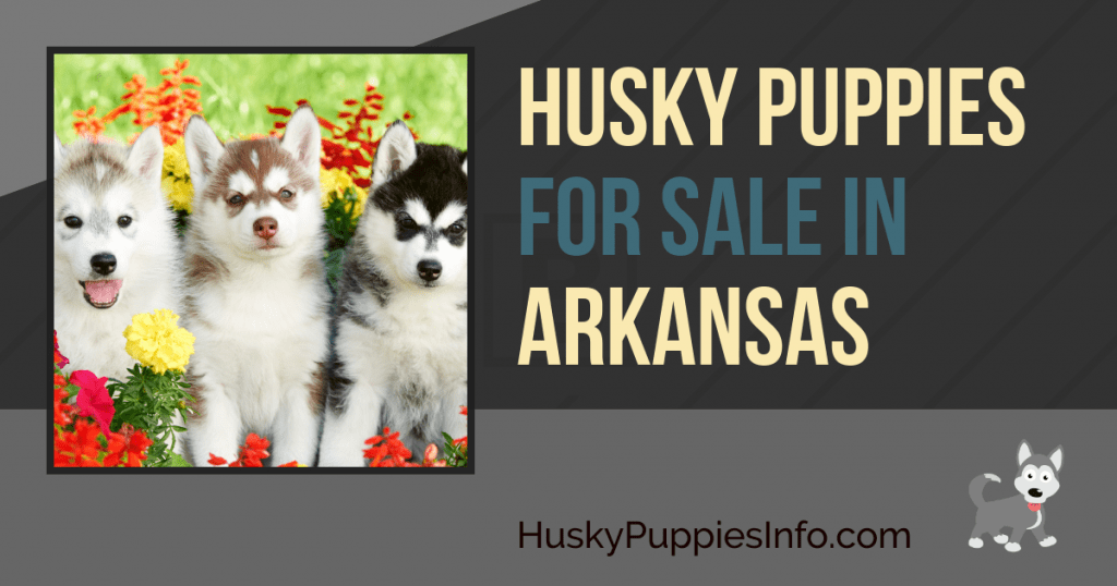 Siberian Husky Puppies for Sale in Arkansas