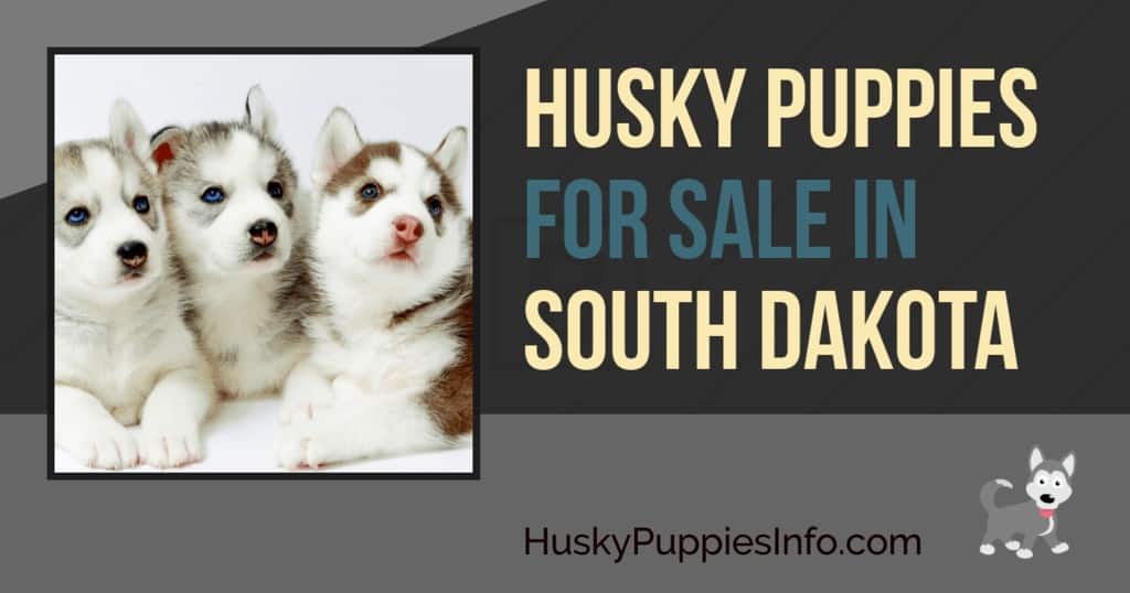 Siberian Husky Puppies For Sale In South Dakota